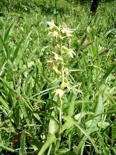Mueller's helleborine